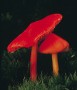 Scarlet hood mushroom (Hygrophorus)