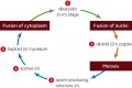 Sexual Phase of the Fungal Life Cycle