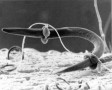 A predatory fungus (Arthrobotrys) that captures and feeds on roundworms