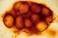 Cyanobacteria from 850 million years ago (Photo 2)