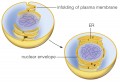 Evolution of internal membranes