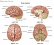 Different views of the brain