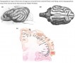 Topographical maps of the brain of dogs