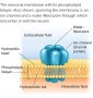 The neuronal membrane with its phospholipid bilayer