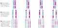 Hypothetical segregation of three pairs of chromosomes in meiosis I
