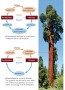 Lifecycle in a tree