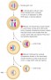 General mechanism of egg formation in animals