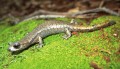 Shasta salamander