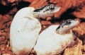 Amniote Eggs: Snakes