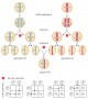 Gene segregation