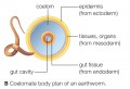 Coelomate body plan of an earthworm