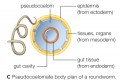 Pseudocoelomate body plan of a roundworm
