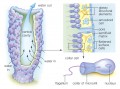 Adult sponge, with a porous, asymmetrical body.