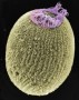 Ciliated sponge larva