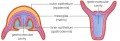 Two Cnidarian Body Plans