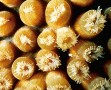 Polyps of a reef-building coral