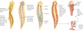 Anatomy of a Planaria worm