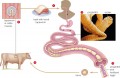 Life cycle of the beef tapeworm (Taenia saginata).