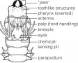 Examples of polychaetes