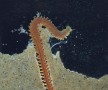 The sandworm (Nersis) is an active predator that burrows in marine mudflats