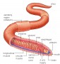 Earthworm anatomy