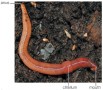 Photo of earthworm on soil