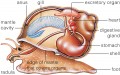 Body plan of an aquatic snail and micrograph of a radula.