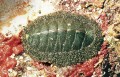Chiton with overlapping plates