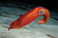 Cephalopod (squid), with tentacles