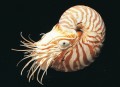 Cephalopod: Chambered Nautilus