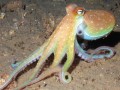 Cephalopod: Octopus