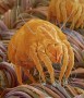 Dust mite