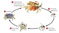 Development of the Dungeness crab (Cancer magister). The crabs live for 8 to 10 years.