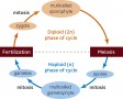 Generalized life cycle for land plants