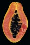 Flowering plants such as papayas hold on to their spores and disperse by releasing seeds enclosed in