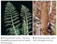 Equisetum