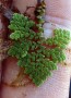 The floating fern Azolla fits on a finger.