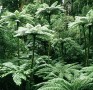 Forest of tall tree ferns in Australia.