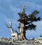 Ancient Bristlecone Pine