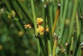 Ephedra