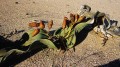 Welwitschia