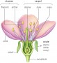 Floral components. Anthers produce pollen and ovules produce eggs. 