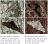 Directional Selection in Peppered Moths