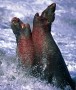 Sexual Selection: Elephant Seals