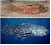 Fossil Coelacanth and Living Coelacanth