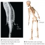 Comparative Morphology