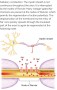 Saltatory conduction