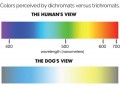 Colors perceived by dichromats versus trichromats 