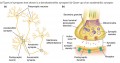 Types of Synapses