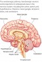 The serotonergic pathway